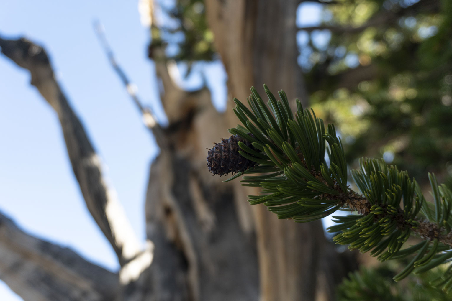 A bristlecone cone on the end of a branch with a time-slicked trunk and branches behind